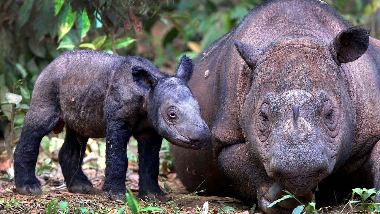 Wallpaper sumatran rhino, cub, pair