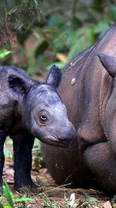 Preview wallpaper sumatran rhino, cub, pair