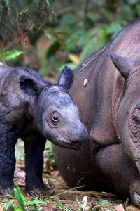 Preview wallpaper sumatran rhino, cub, pair