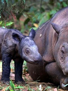 Preview wallpaper sumatran rhino, cub, pair