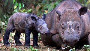 Preview wallpaper sumatran rhino, cub, pair