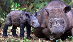 Preview wallpaper sumatran rhino, cub, pair