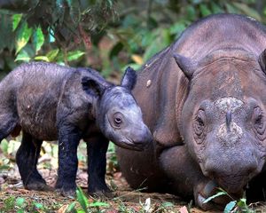 Preview wallpaper sumatran rhino, cub, pair