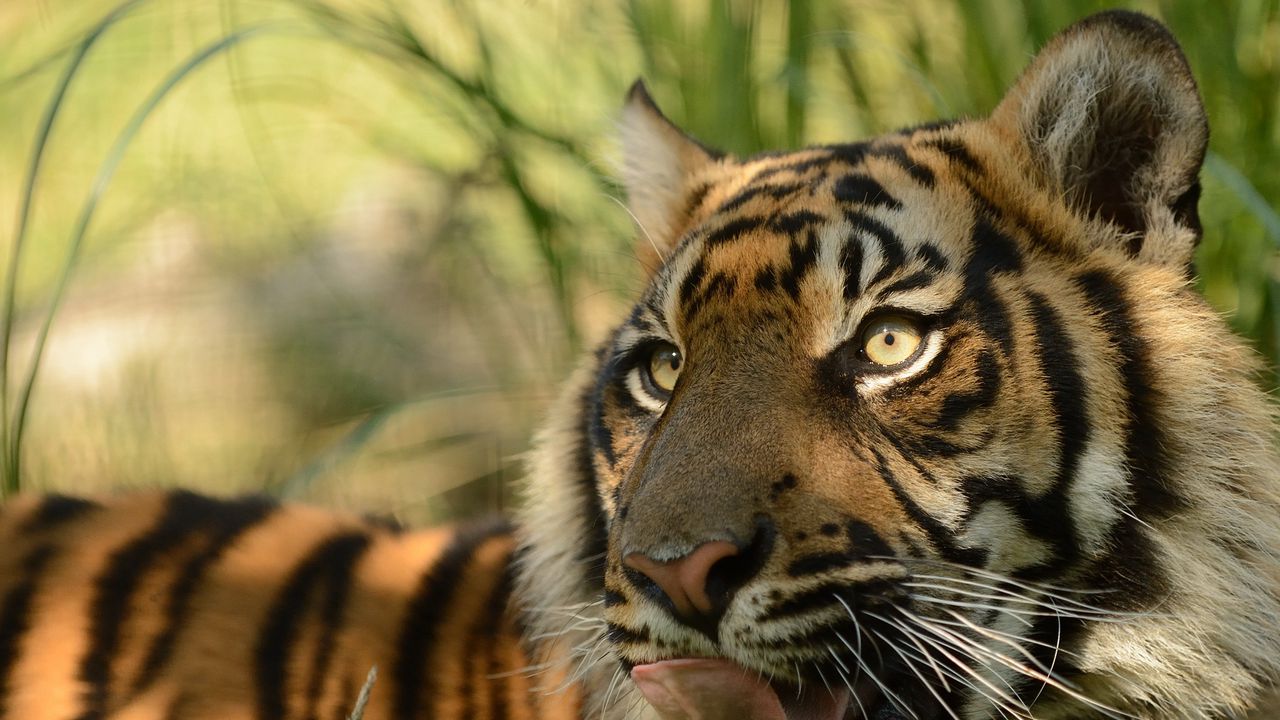 Wallpaper sumatran tiger, face, cat, tongue, predator, tiger