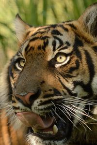 Preview wallpaper sumatran tiger, face, cat, tongue, predator, tiger