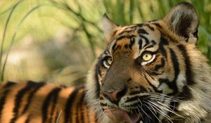 Preview wallpaper sumatran tiger, face, cat, tongue, predator, tiger