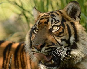 Preview wallpaper sumatran tiger, face, cat, tongue, predator, tiger