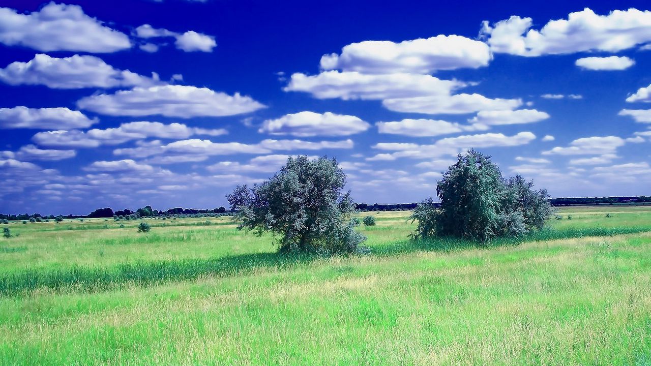 Wallpaper summer, field, grass, trees, clouds, sky