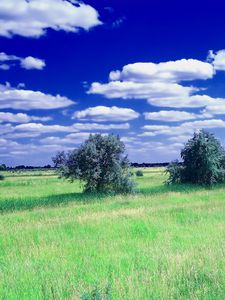 Preview wallpaper summer, field, grass, trees, clouds, sky