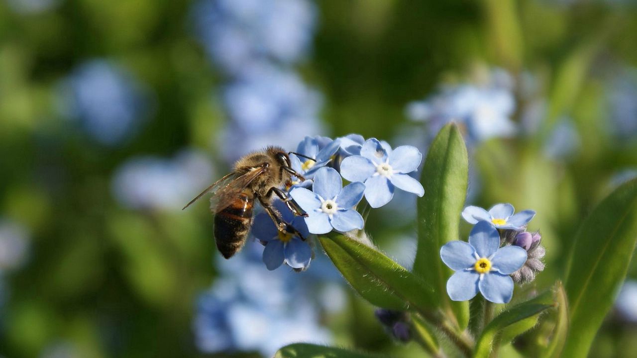 Wallpaper summer, flowers, bee