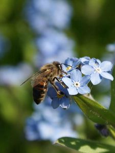 Preview wallpaper summer, flowers, bee