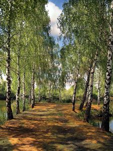 Preview wallpaper summer, pond, park, birch, landscape