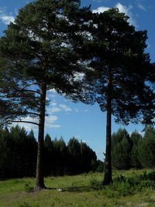 Preview wallpaper summer, trees, grass, forest