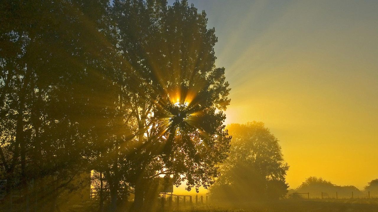 Wallpaper sun, beams, light, crone, tree, field, morning