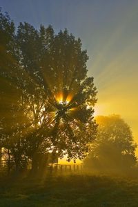 Preview wallpaper sun, beams, light, crone, tree, field, morning