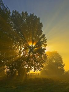 Preview wallpaper sun, beams, light, crone, tree, field, morning