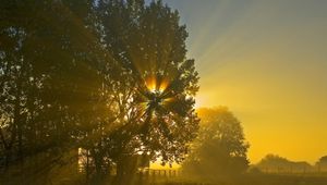 Preview wallpaper sun, beams, light, crone, tree, field, morning