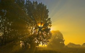 Preview wallpaper sun, beams, light, crone, tree, field, morning