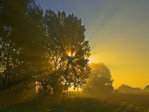 Preview wallpaper sun, beams, light, crone, tree, field, morning