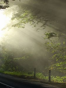 Preview wallpaper sun, beams, morning, road, branches, tree, marking, cool