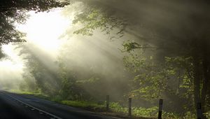 Preview wallpaper sun, beams, morning, road, branches, tree, marking, cool