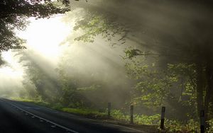 Preview wallpaper sun, beams, morning, road, branches, tree, marking, cool