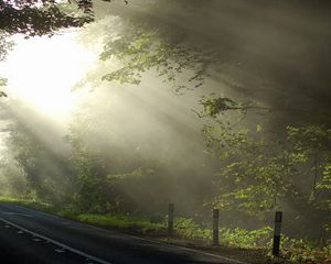 Preview wallpaper sun, beams, morning, road, branches, tree, marking, cool
