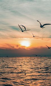 Preview wallpaper sun, bird, horizon, sea, sky