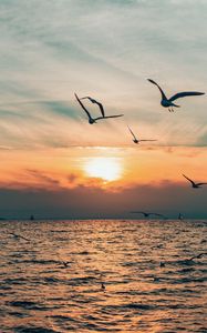 Preview wallpaper sun, bird, horizon, sea, sky