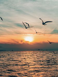 Preview wallpaper sun, bird, horizon, sea, sky