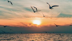 Preview wallpaper sun, bird, horizon, sea, sky