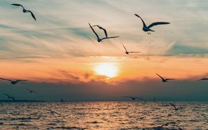 Preview wallpaper sun, bird, horizon, sea, sky