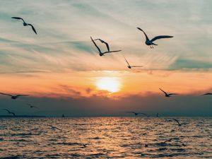 Preview wallpaper sun, bird, horizon, sea, sky