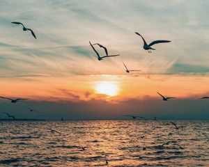 Preview wallpaper sun, bird, horizon, sea, sky