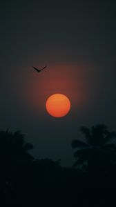 Preview wallpaper sun, bird, palm trees, silhouette, twilight