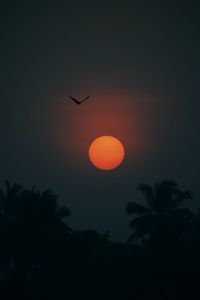 Preview wallpaper sun, bird, palm trees, silhouette, twilight