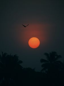 Preview wallpaper sun, bird, palm trees, silhouette, twilight