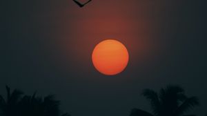 Preview wallpaper sun, bird, palm trees, silhouette, twilight