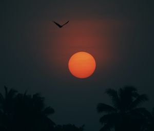 Preview wallpaper sun, bird, palm trees, silhouette, twilight