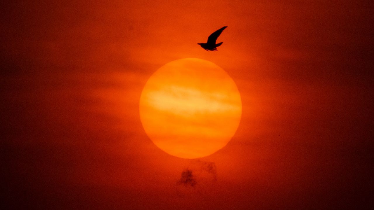 Wallpaper sun, bird, silhouette, sunset, dark