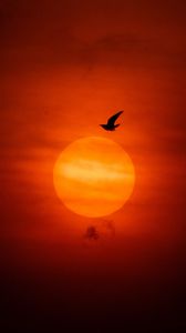 Preview wallpaper sun, bird, silhouette, sunset, dark
