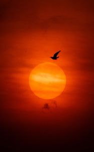 Preview wallpaper sun, bird, silhouette, sunset, dark