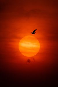 Preview wallpaper sun, bird, silhouette, sunset, dark
