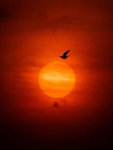 Preview wallpaper sun, bird, silhouette, sunset, dark