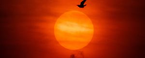 Preview wallpaper sun, bird, silhouette, sunset, dark