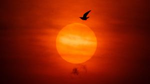 Preview wallpaper sun, bird, silhouette, sunset, dark