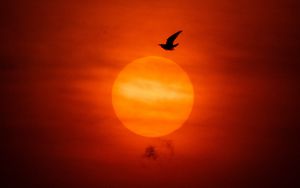 Preview wallpaper sun, bird, silhouette, sunset, dark