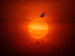 Preview wallpaper sun, bird, silhouette, sunset, dark