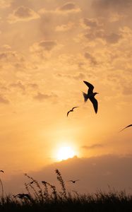 Preview wallpaper sun, birds, silhouettes, sunset, dark
