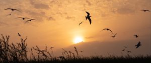 Preview wallpaper sun, birds, silhouettes, sunset, dark